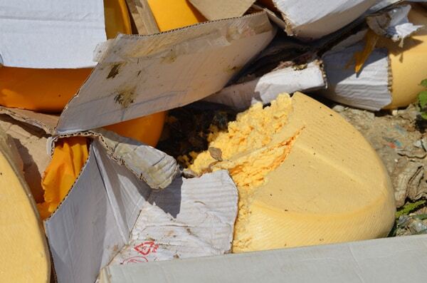 10 тонн сыра. Опубликованы первые фото показательного уничтожения санкционных продуктов