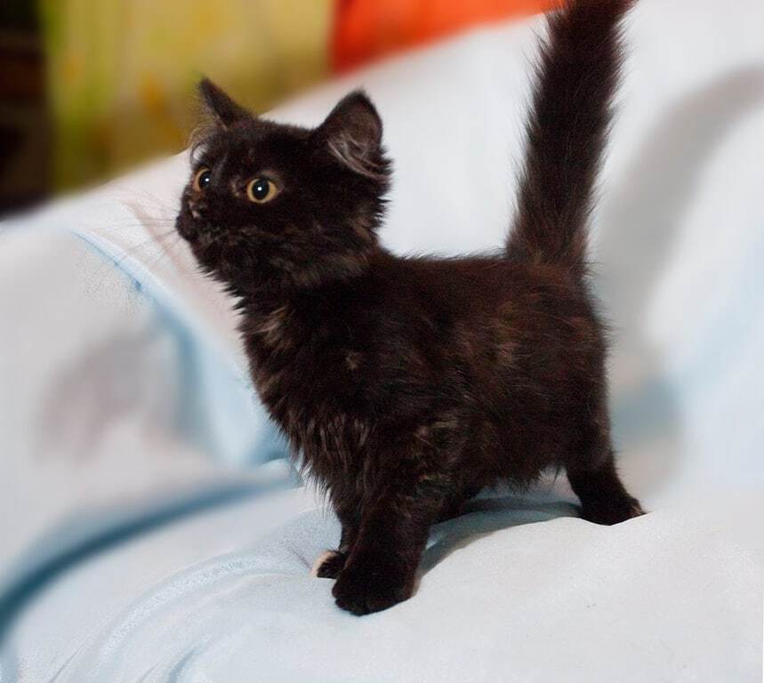 Заботливая украинка приютила 160 котов: трогательные истории 