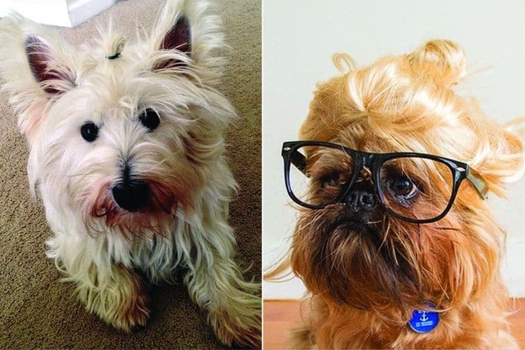 Собаки-бунтари с гульками покорили сеть: 20 смешных фото
