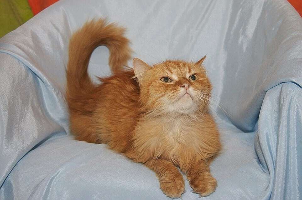 Заботливая украинка приютила 160 котов: трогательные истории 