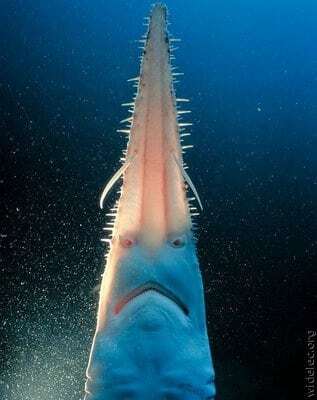 Чудовища из бездны: 20 поразительных фото обитателей морских глубин