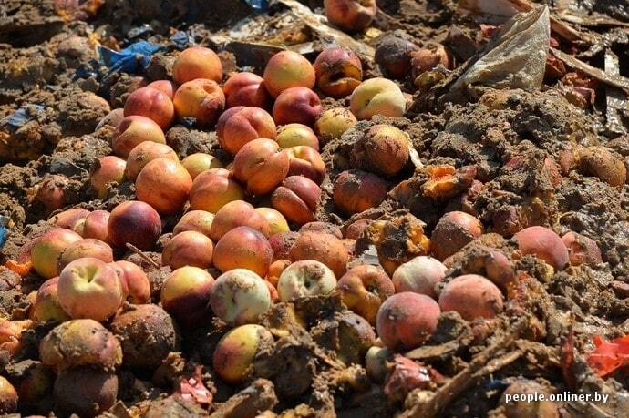 Персик не прошел! Как на границе с Беларусью сравняли с землей 200 тонн фруктов:  "сочные" фото