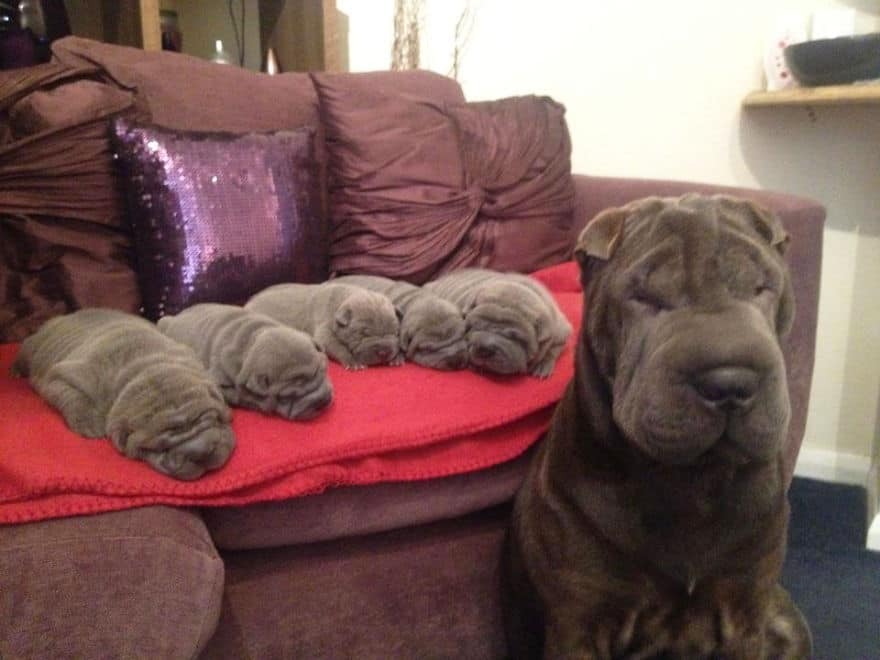Mini me: 15 взрослых собак и их милые уменьшенные копии