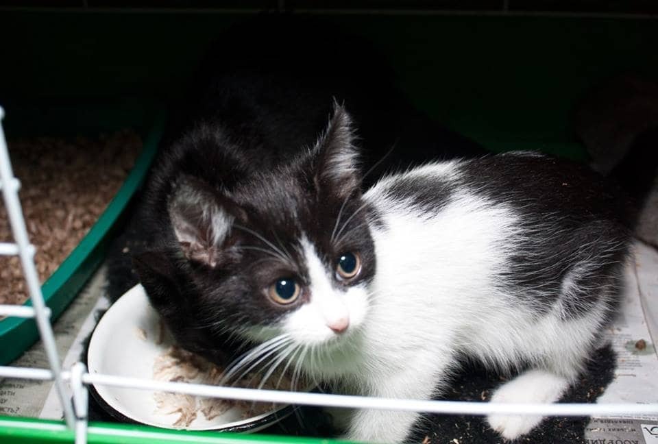 Заботливая украинка приютила 160 котов: трогательные истории 