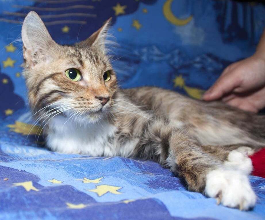 Заботливая украинка приютила 160 котов: трогательные истории 