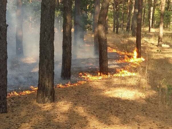 В Киеве горит лес на Троещине