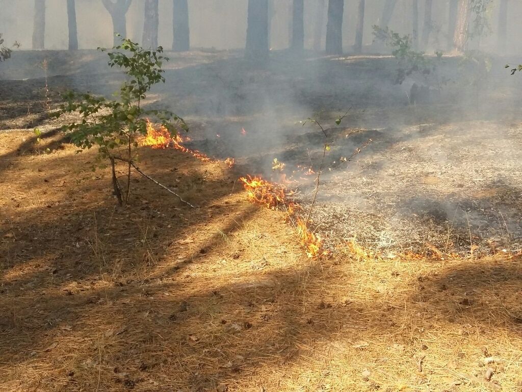 В Киеве горит лес на Троещине