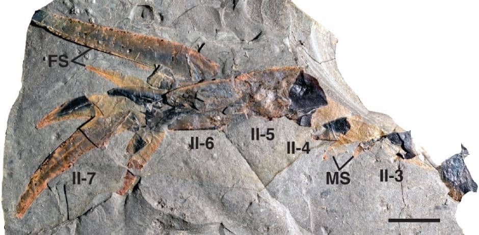 Археологи нашли останки древнейшего в мире морского скорпиона