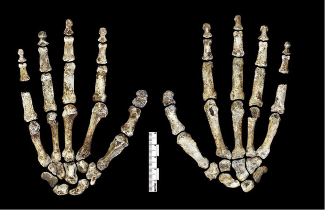 В Африке нашли останки неизвестного предка человека: опубликованы фото