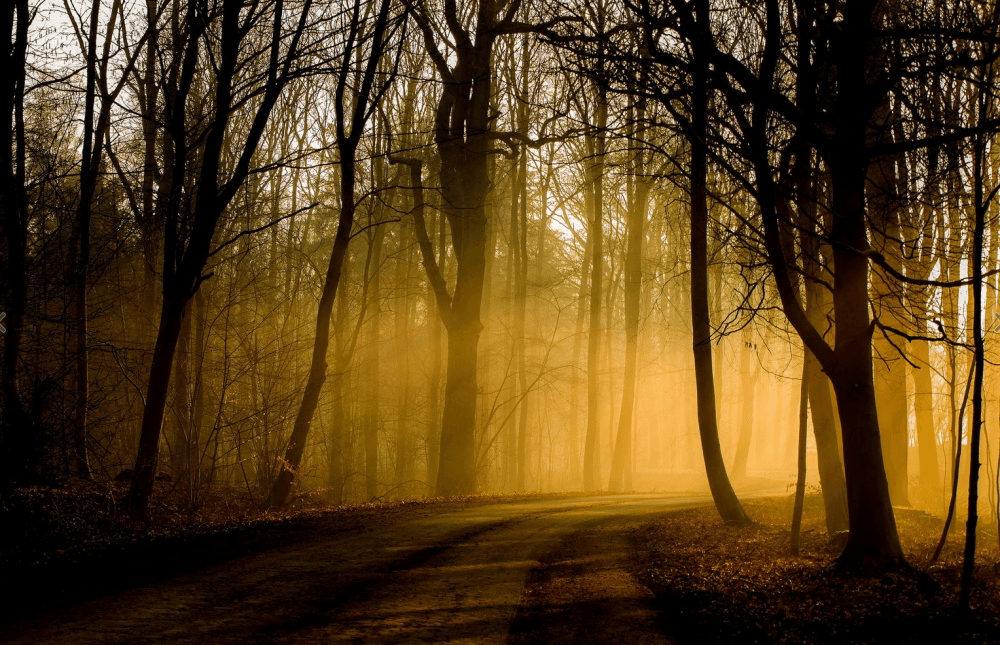 Осіннє туманний ранок: 25 фото, наповнених тишею і спокоєм