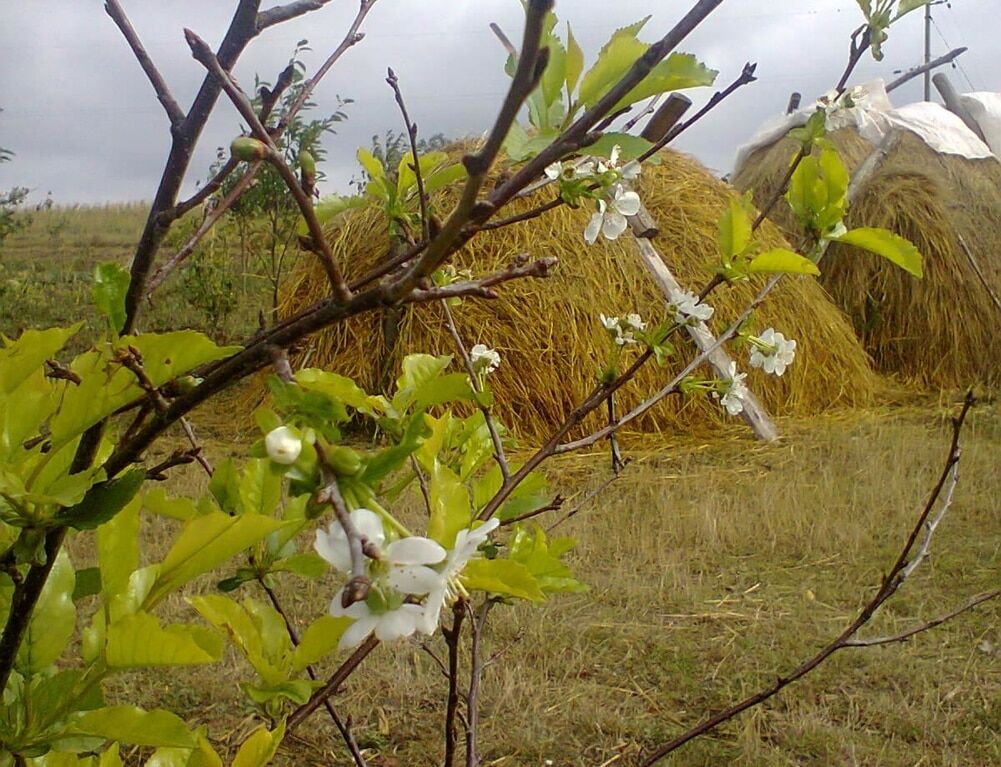 В начале осени в Украине зацвела вишня: фотофакт
