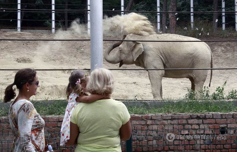 Возобновил работу пострадавший от наводнения зоопарк в Тбилиси