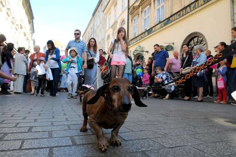 В Кракове прошел грандиозный парад такс: забавные фото