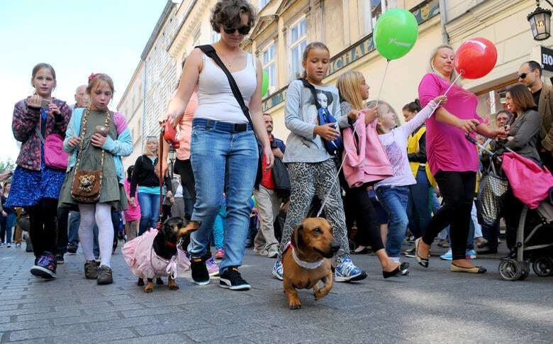 В Кракове прошел грандиозный парад такс: забавные фото