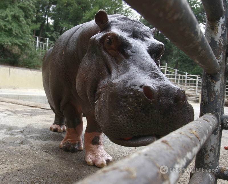 Возобновил работу пострадавший от наводнения зоопарк в Тбилиси