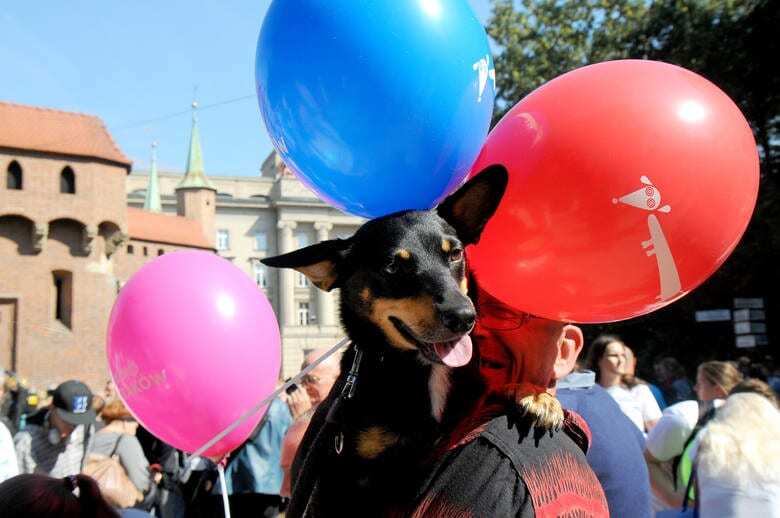 У Кракові пройшов грандіозний парад такс: забавні фото