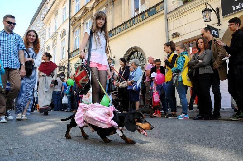 У Кракові пройшов грандіозний парад такс: забавні фото