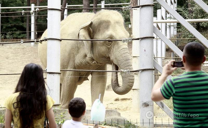Відновив роботу постраждалий від повені зоопарк у Тбілісі 