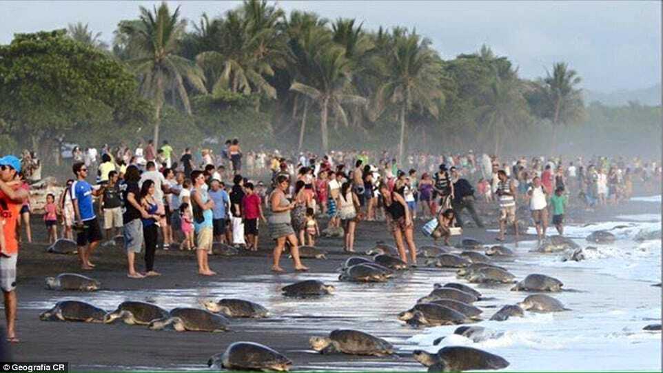 У Коста-Ріці туристи завадили черепахам здійснити стародавній обряд