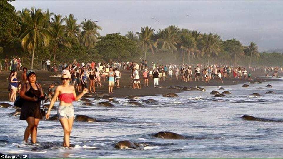 В Коста-Рике туристы помешали черепахам совершить древний обряд