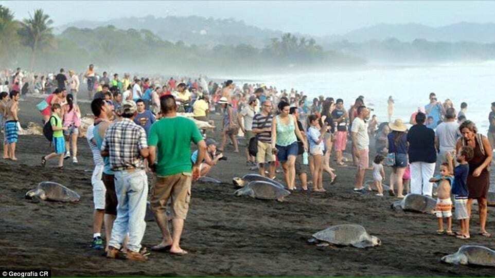 У Коста-Ріці туристи завадили черепахам здійснити стародавній обряд