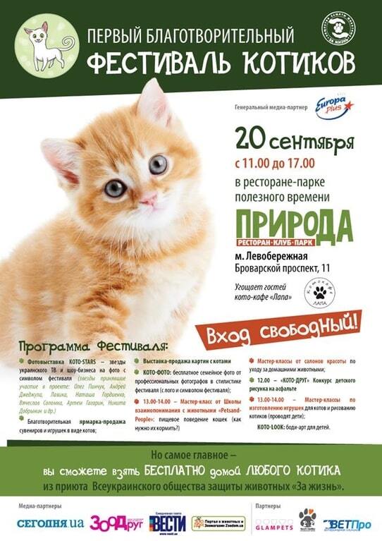 Кому кота? У Києві проведуть благодійний Фестиваль котиків