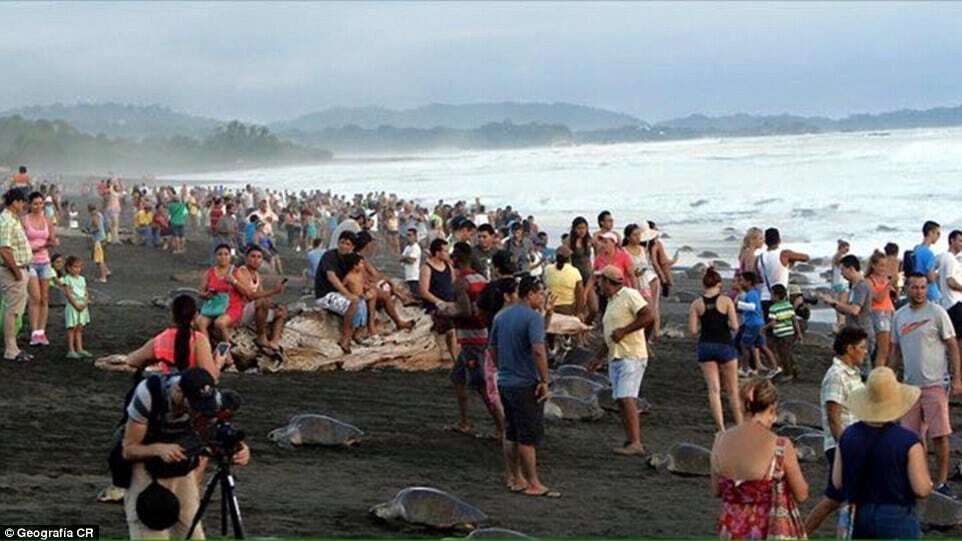 В Коста-Рике туристы помешали черепахам совершить древний обряд
