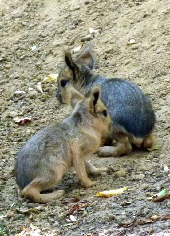 У зоопарку Межигір'я народилися "незвичайні зайці": фотофакт