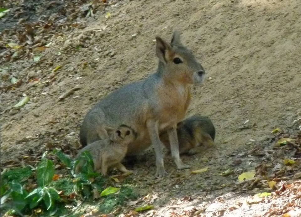 У зоопарку Межигір'я народилися "незвичайні зайці": фотофакт