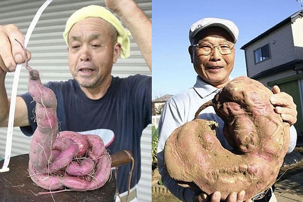Користувачів інтернету шокували мутанти з "Фукусіми": опубліковані фото