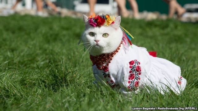 У Києві пройшов Фестиваль котиків: фоторепортаж