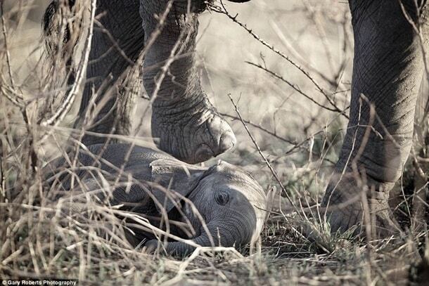 Лев із зашморгом на шиї: фотограф зробив пронизливі кадри в Африці. Фоторепортаж