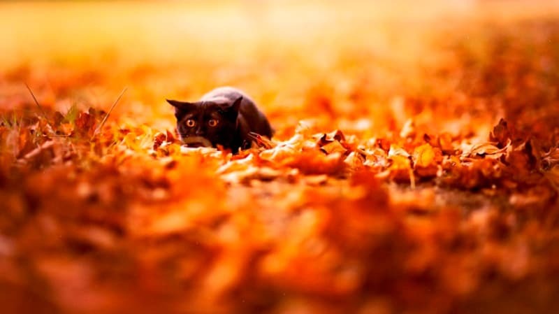 15 очаровательных животных, которые очень любят осень