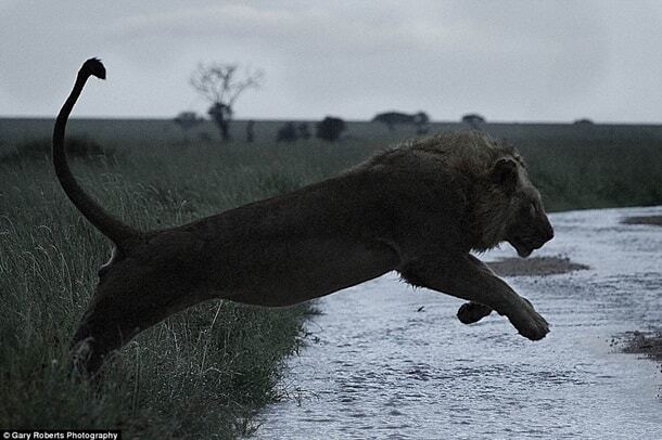 Лев із зашморгом на шиї: фотограф зробив пронизливі кадри в Африці. Фоторепортаж