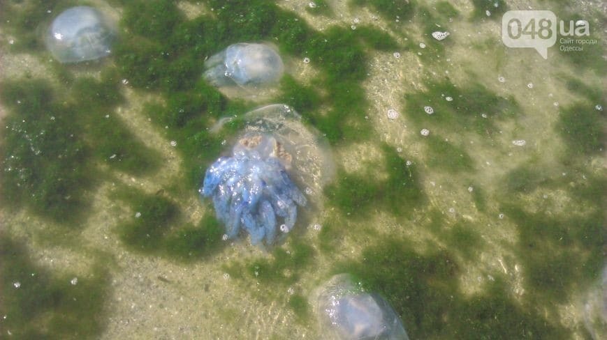 В Одессе пляжи заполонили гигантские медузы, опасные для человека