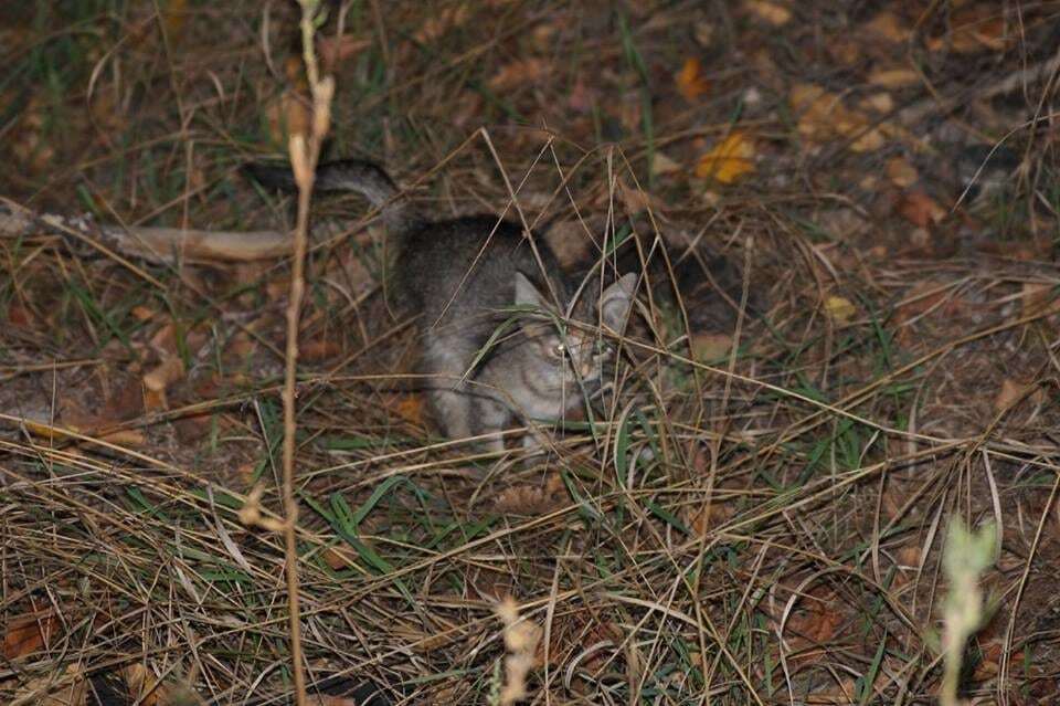 В лесу под Киевом найдено около 100 котят, половина из которых погибли