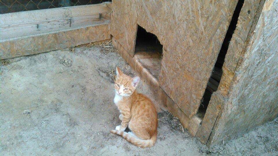 У лісі під Києвом знайдено близько 100 кошенят, половина з яких загинули