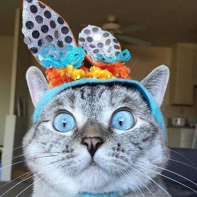 Голубоглазая кошка собрала 2,3 млн подписчиков и стала звездой Instagram  