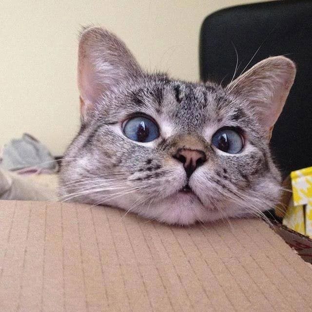 Голубоглазая кошка собрала 2,3 млн подписчиков и стала звездой Instagram  