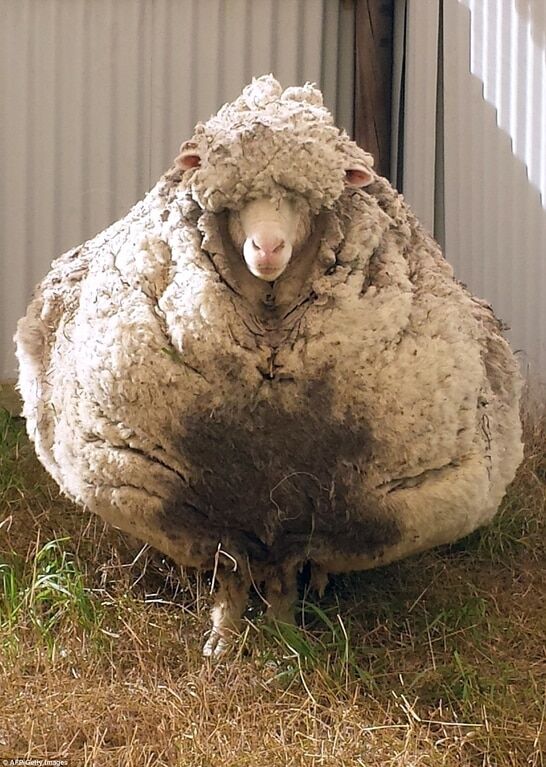 С самой пушистой овцы Австралии состригли 40,5 кг шерсти: фотофакт