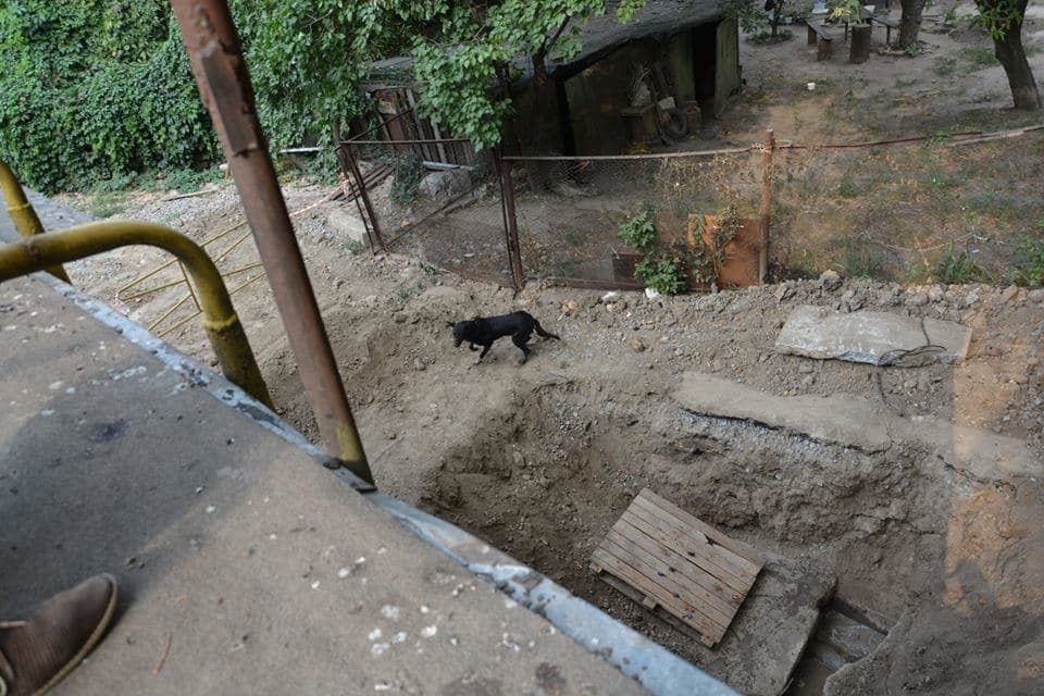 В Киеве провели успешную операцию по спасению собак