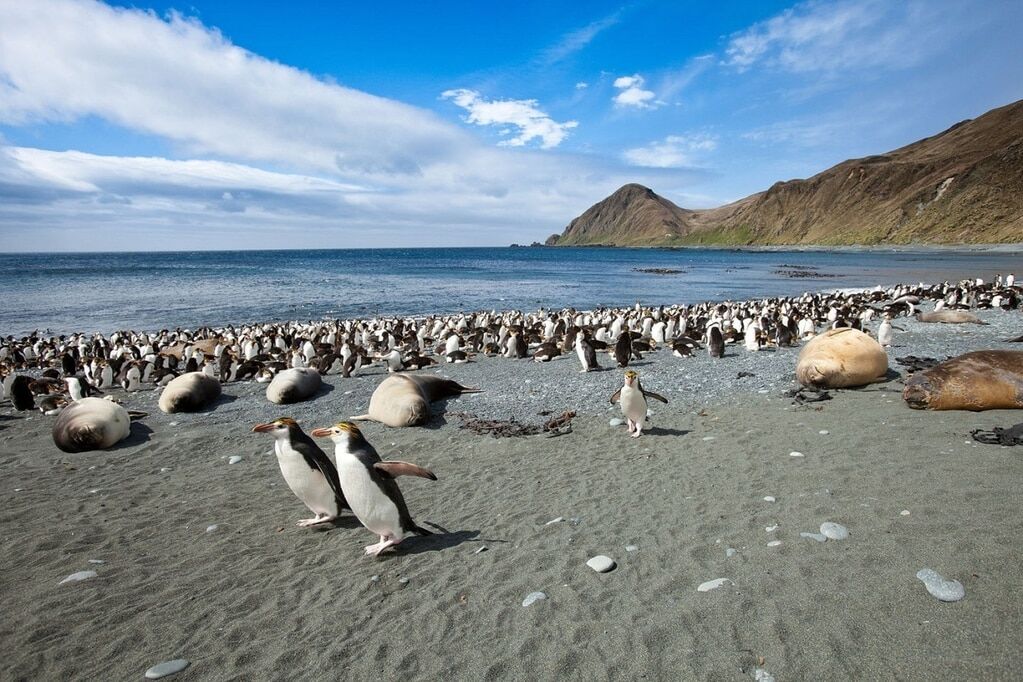 Остров Маккуори – волшебный мир, где обитают неуклюжие пингвины