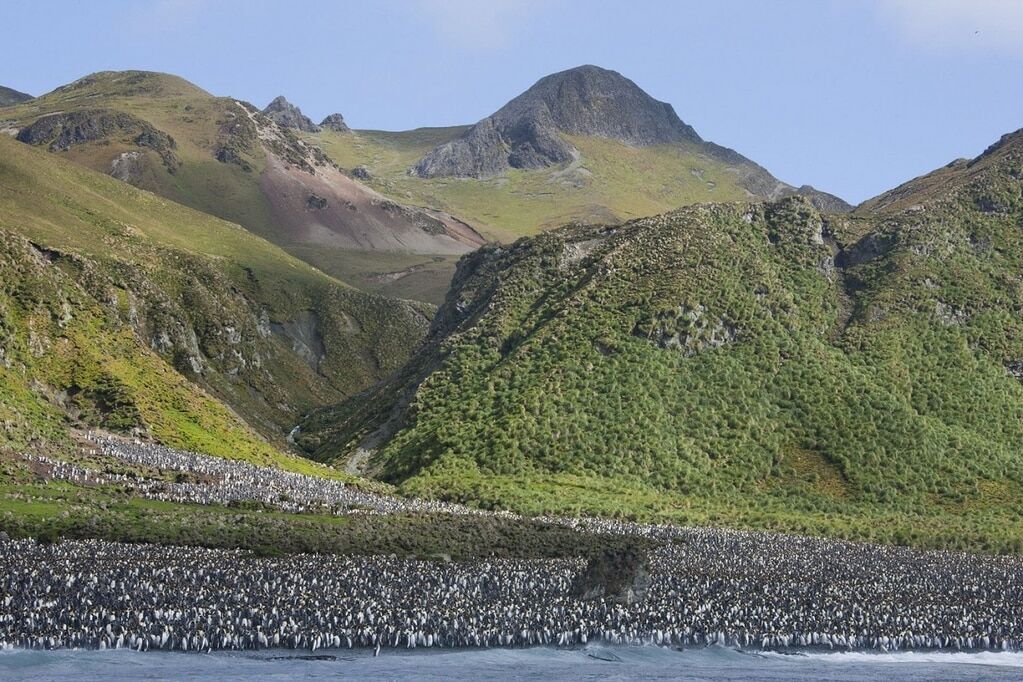 Остров Маккуори – волшебный мир, где обитают неуклюжие пингвины