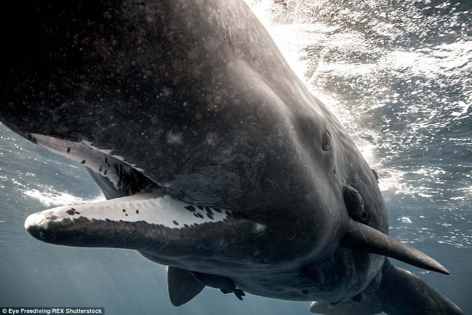 Лицом к лицу с природой: невероятные фото дельфинов, акул и китов, сделанные дайверами