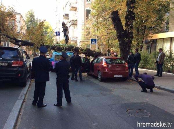 В центре Киева дерево разбило автомобиль: фото с места ЧП