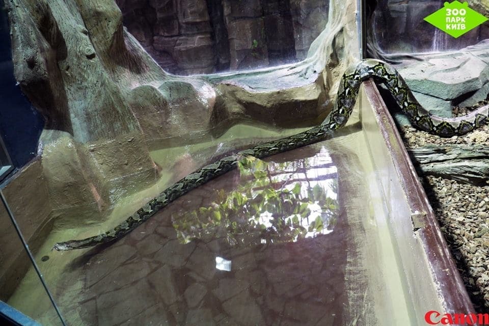 В киевском зоопарке появился 6-метровый питон: фотофакт