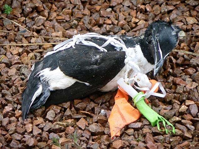 Как пластик гробит животный мир: фото, после которых вы не сможете выбросить бутылку на природе