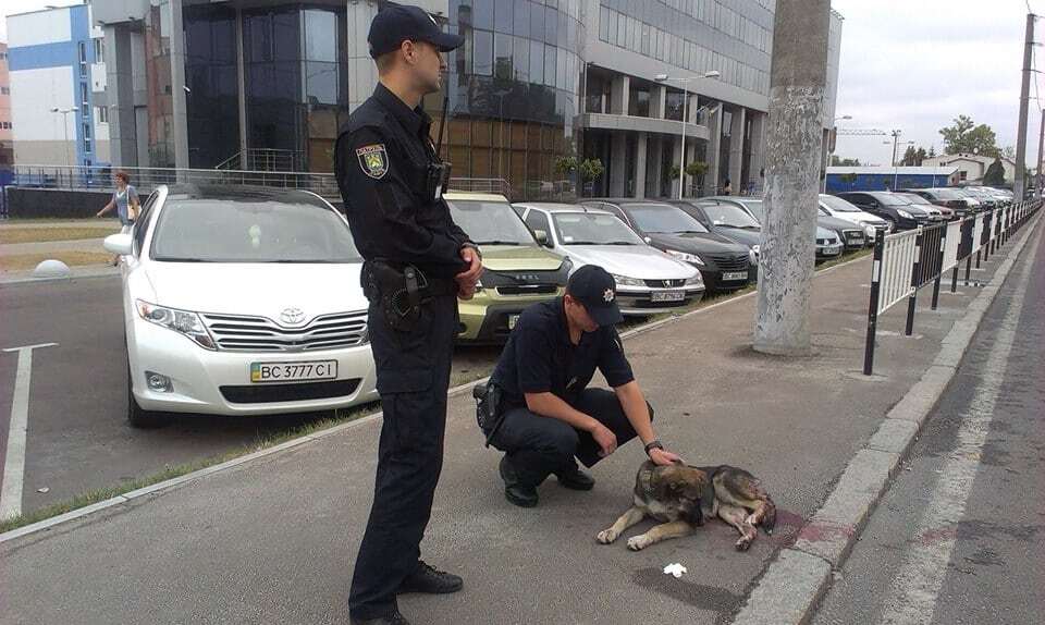 Милосердие в действии: во Львове полицейские спасали сбитую собаку. Фотофакт 