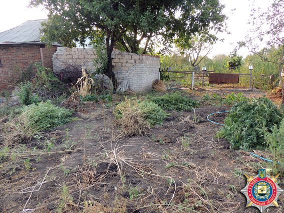 На Донбасі ліквідували "ферму" з 500 кущами конопель: фотофакт