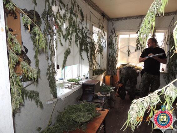 На Донбассе ликвидировали "ферму" с 500 кустами конопли: фотофакт